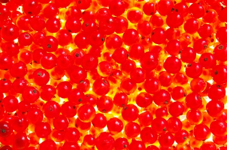 Fiery currants の写真素材