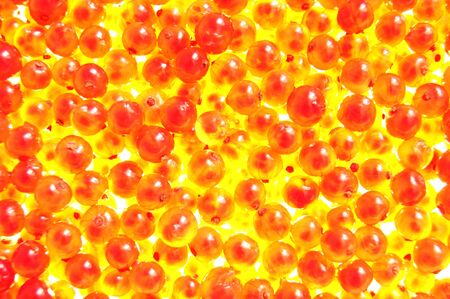 Fiery currants の写真素材