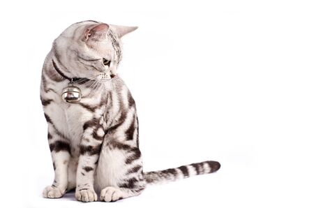 Fatty cat looking at the floor の写真素材