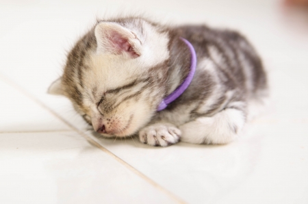 Baby Cat Sleepの写真素材