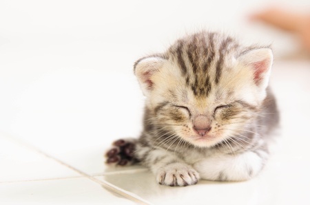 Baby Cat Sleepの写真素材