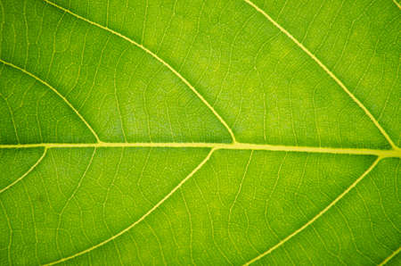 close up of green leaf texture