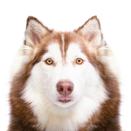 Close-up of Siberian Husky  in front of white backgroundの写真素材