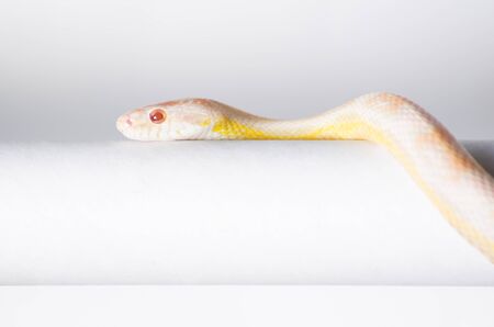 snake isolate on white backgroundの写真素材