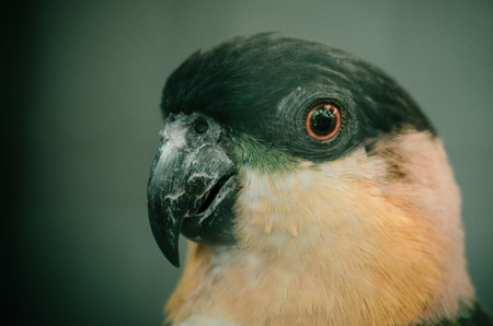 beautiful parrotの写真素材