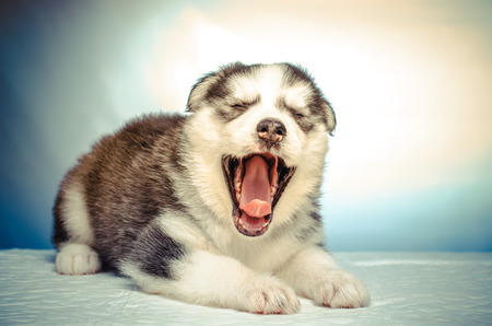 Close up cute puppy siberian husky .の写真素材