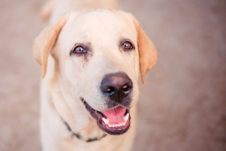 close up Labrador retriever with filter effectの写真素材