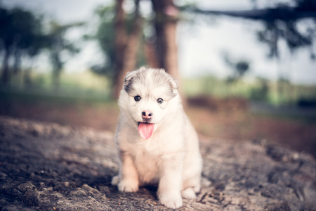 cute siberian husky puppy in gardenの写真素材