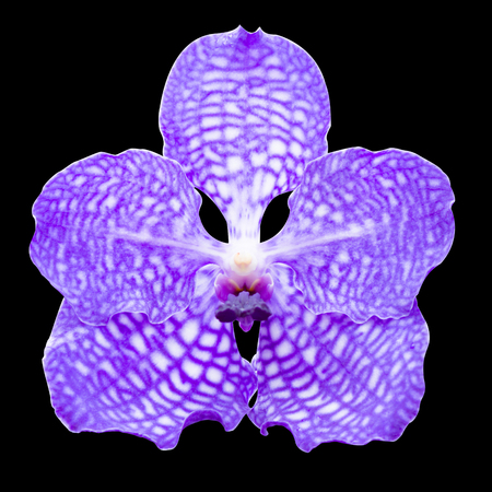 Blue Orchid Flower isolated on Black background ( Vanda coerulea )