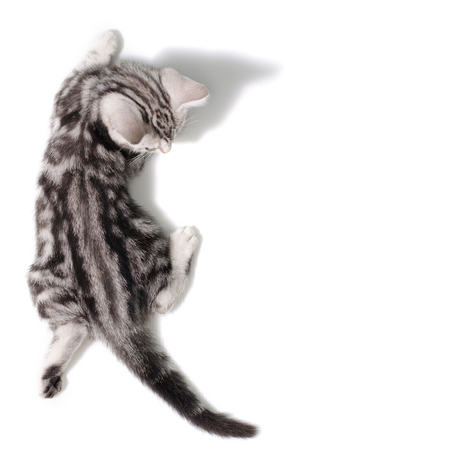 Top view  American Shorthair Cat on white backgroundの写真素材