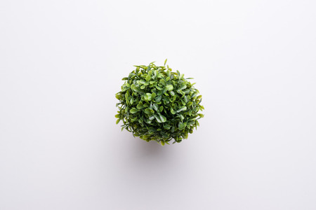 plastic plant top view on white backgroundの写真素材