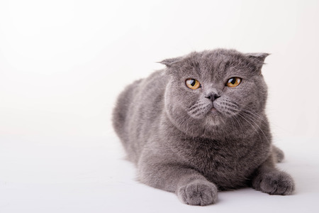 Blue British Shorthair cat on white backgroundの写真素材