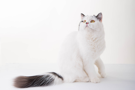 white Scottish Fold cat on white backgroundの写真素材