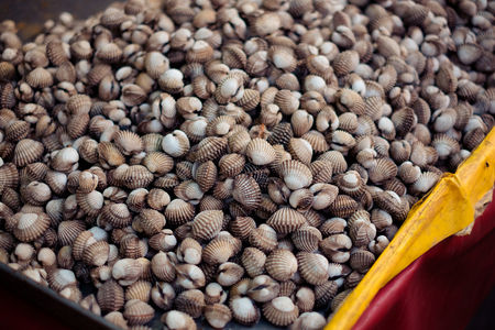 Fresh blood cockles (Tegillarca granosa) , alive cockles on the tray ready to sell in seafood...