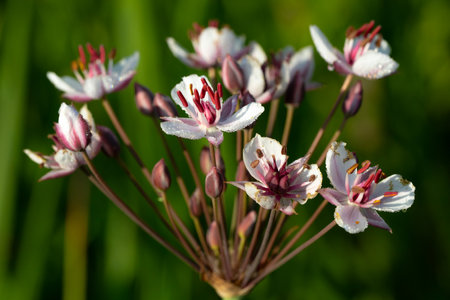 Flowers of the Allium giganteum in the garden.