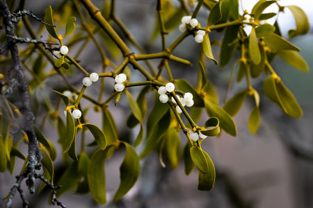 Mistletoe, Viscum album, is a species of flowering plant in the family Viscaceae.の写真素材