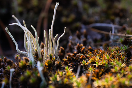 a fabulous picture of the life of mosses and lichens in macroの写真素材