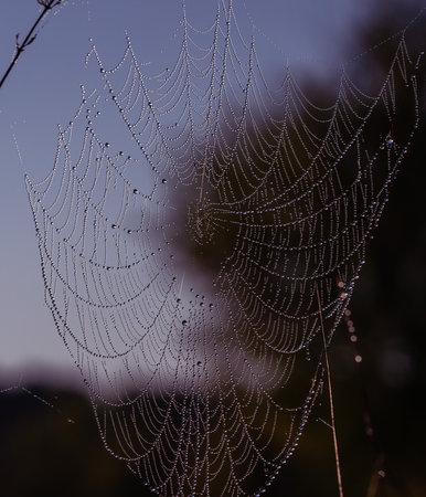 Drops of morning dew turned the web into patterns of a magical sparkling necklace..