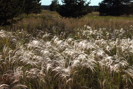 silky satin ears of feather grass on the edge of the forest