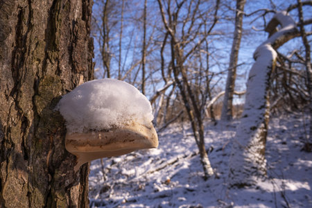 tinder fungus Fomes fomentarius on the bark of a tree trunk on a sunny winter dayの写真素材