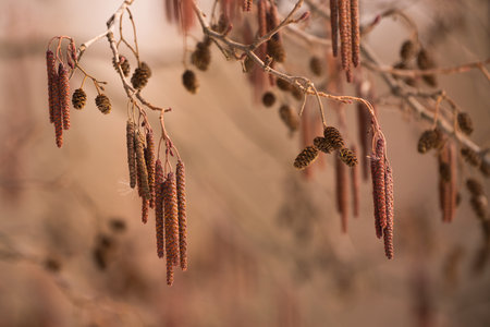ripe catkins and cones on winter alder branches, closeup, red bean colorの写真素材
