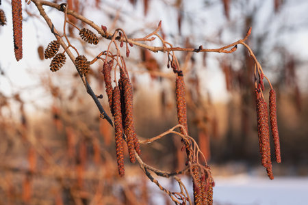 ripe catkins and cones on winter alder branches, close-up, red bean colorの写真素材