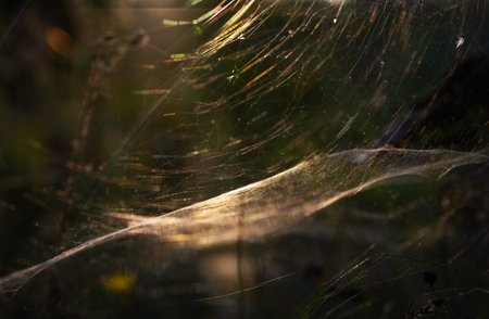 a dense, thick web is woven in the thicket of branches, a ray of sun at an angle plays with spectra in the interweaving of threadsの写真素材