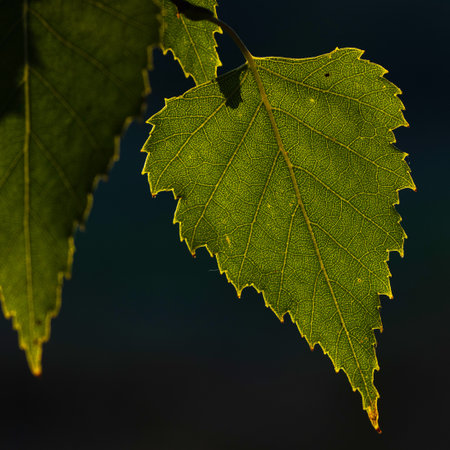 a birch leaf in the back light close-up shows a network of veins
