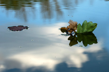 Fallen oak leaves float on the blue surface of the river, which reflects a white cloudの写真素材