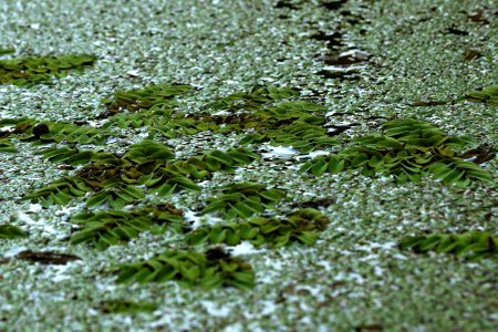 bright green corrugated leaves of an aquatic plant gathered in groups on the surface of a lake covered with duckweedの写真素材