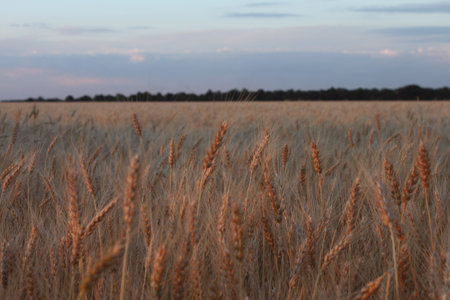 a field of ripe golden ears of wheat in the pastel tones of the dawn skyの写真素材