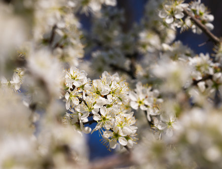 lush abundant blossom of wild plum tree, white petals, pistils and stamens, creative blur