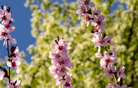 lush pink petals of peach tree blossom, close-up with pistils and stamens