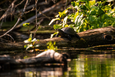 pond turtle on a fallen log in a cozy backwater with duckweed and aquatic plantsの写真素材