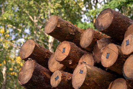 A pile of freshly cut logs ready for processing