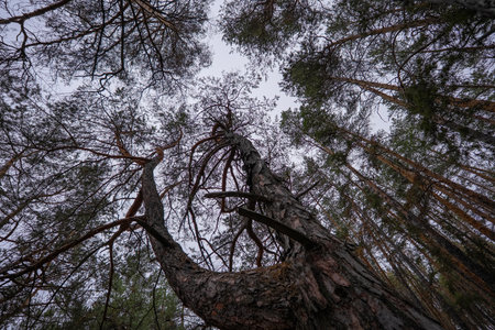 A dome of pine tree tops, like a kaleidoscope, draws symmetrical, contrasting patterns against the...