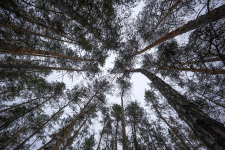 A dome of pine tree tops, like a kaleidoscope, draws symmetrical, contrasting patterns against the...