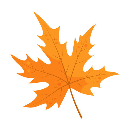 Autumn leaf. Orange autumn maple leaf, isolated on white background. Hand drawn vector illustration.のイラスト素材