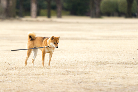 Standing dog with his collarの写真素材