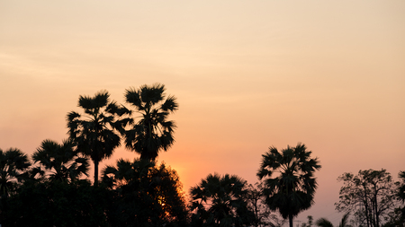 Silhouette Palms at sunset timeの写真素材