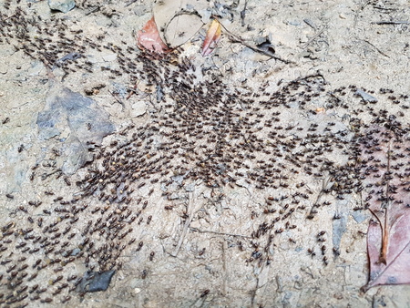 ant trailの写真素材