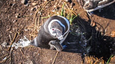 Penguins in Isla Martillo, Ushuaiaの写真素材