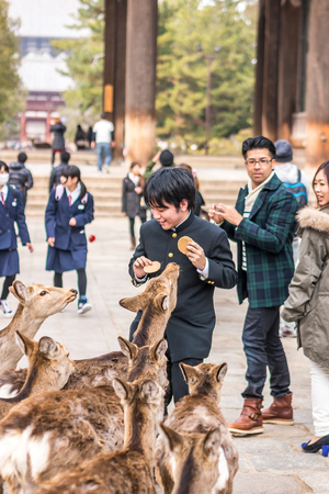Nara, Japan - February 26, 2014 - A boy with cookies being attacked by a group of deers in the path to great Todai Ji temple across the Nandai Mon Gate in Nara, Japanのeditorial素材