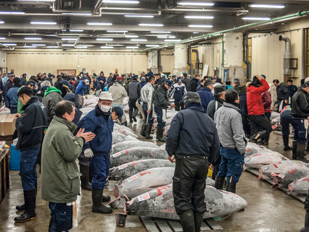 Tokyo, Japan - February 20, 2014 - A group of big tunas ready for the auction in the Tsukiji fish market, Tokyo, Japanのeditorial素材