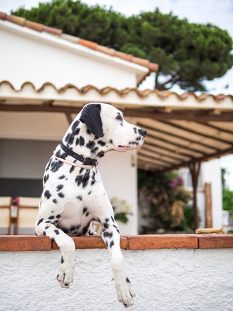 Dalmatian Keeperの写真素材