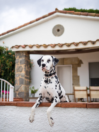 The Dalmatianの写真素材