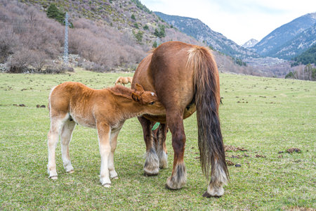 Foal and mother in the pasture. Russia, Caucasus mountainsの写真素材