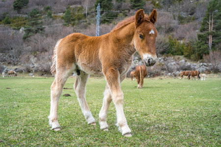 Brown foal in a meadow on a sunny day, Spainの写真素材