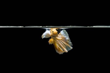 Yellow Betta on black backgroundの写真素材