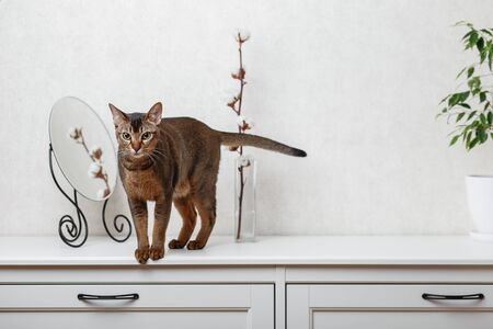 Abyssinian cat stands on a white dresser with mirror, plant and a cotton branchの写真素材